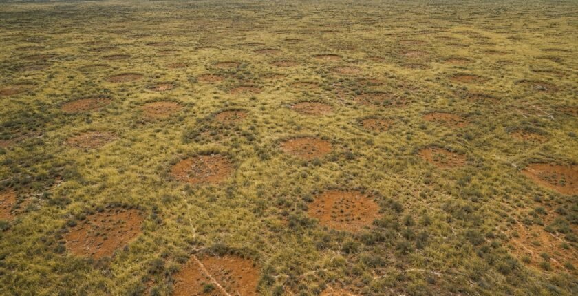 Australia's fairy circles mark natural hydrogen seeps