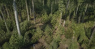 RBC Buys Chestnut Carbon IFM CDR Credits