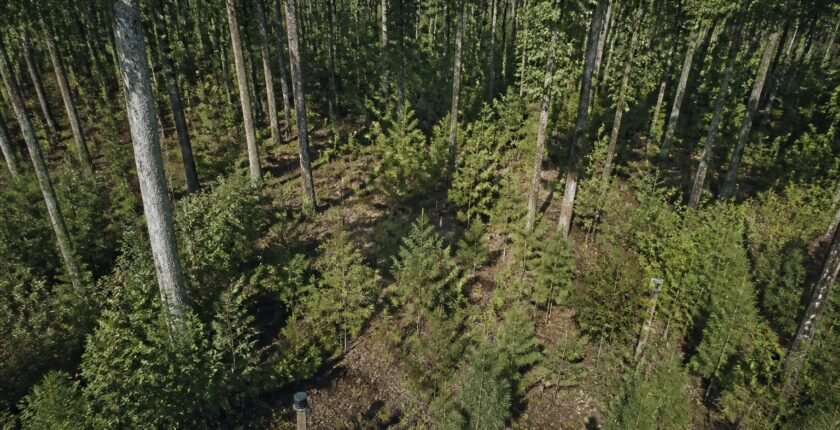 RBC Buys Chestnut Carbon IFM CDR Credits